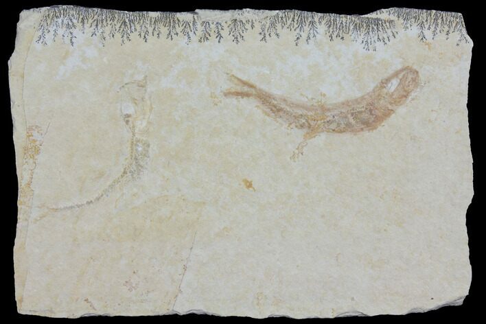 Jurassic Fossil Fish (Leptoleptis) - Solnhofen Limestone #112693